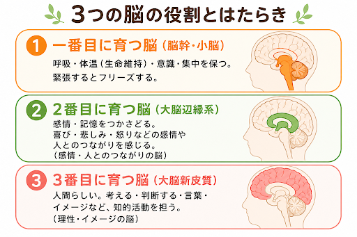 脳の役割と働き